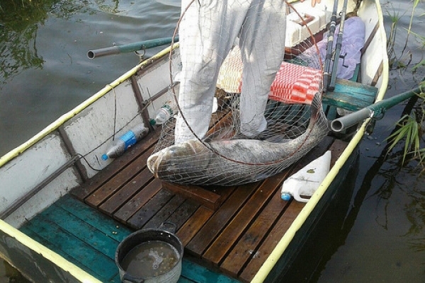 Рибалки похизувалися уловом з Басівкутського озера (Фото)