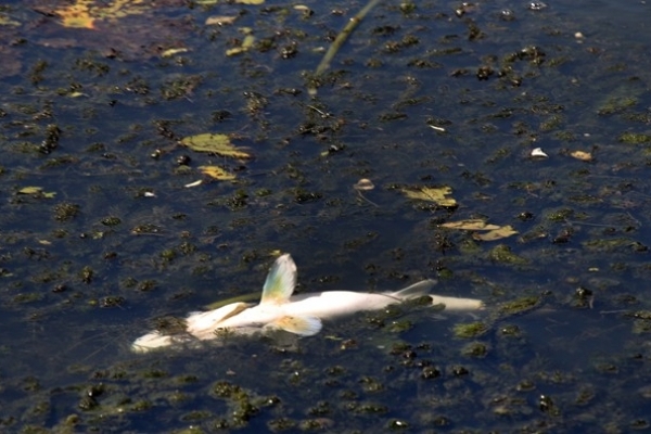 Екологічна катастрофа у Млинові – масовий мор риби 