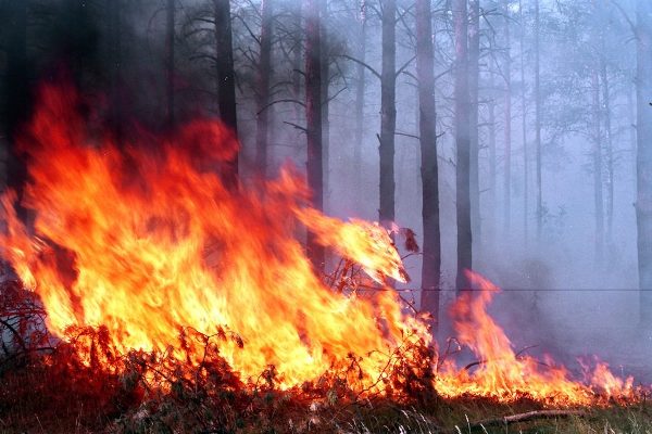 На Житомирщині біля кордону з Білоруссю загорілися 120 га заповідника