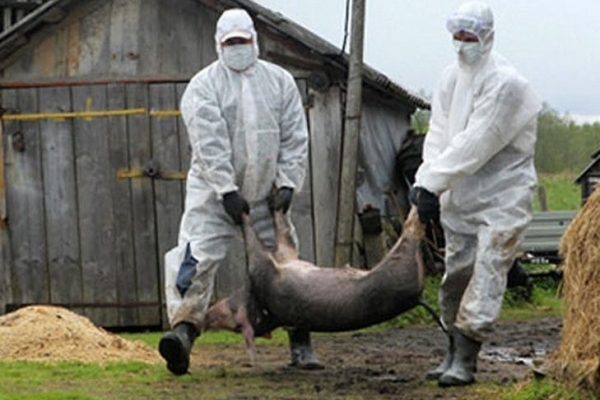 У Дубровицькому районі знищили свиней через африканську чуму