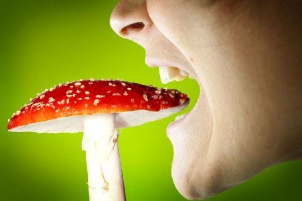 В Рівненській області зафіксовано десять випадків отруєння грибами 