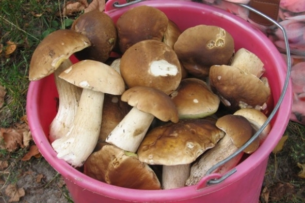 На Рівненщині ростуть гриби. Репортаж з лісової галявини 