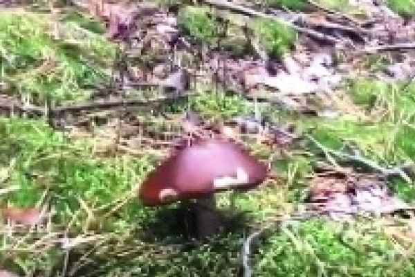 Депутат з Рівного знайшов казкову галявину з грибами (Відео)
