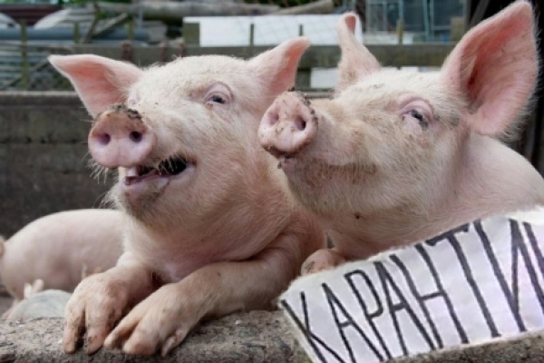 Селян змусять забити всіх свиней і не розводити їх 40 днів. Щоб локалізувати АЧС