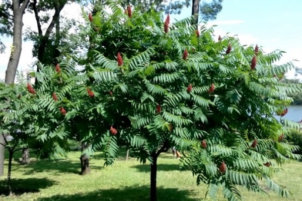 У Дубно ростимуть незвичайні дерева (Фото)
