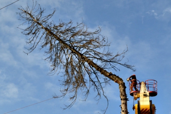 На Рівненщині аварійні дерева ледь не впали на дахи будинків