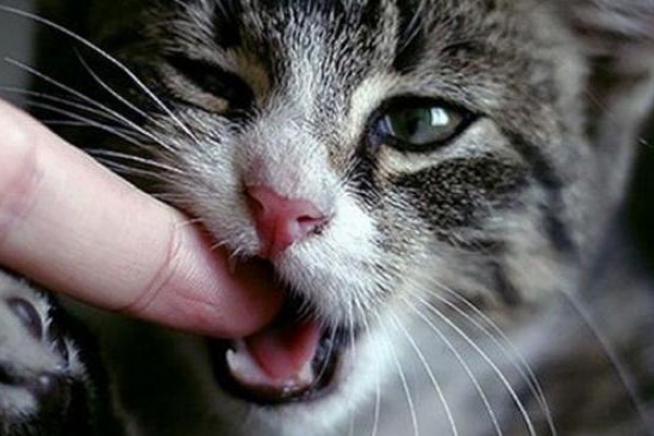 На Рівненщині скажений кіт напав на жінку