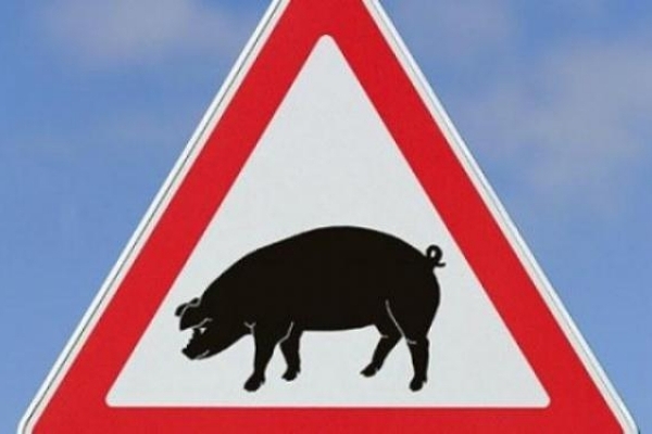 Африканська чума свиней відступила з Дубенщини