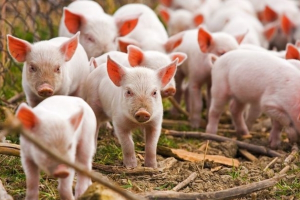 У Гощанському районі ветеринари локалізують африканську чуму свиней