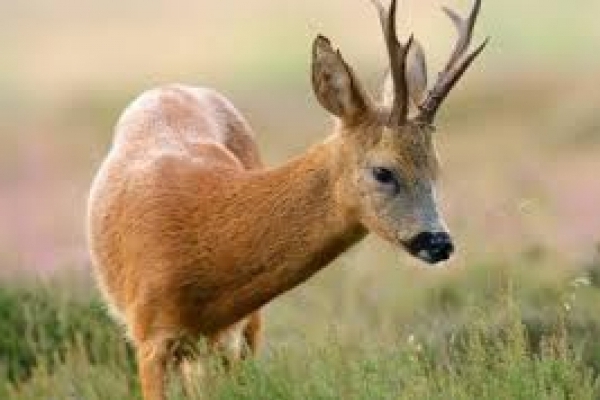 34 тисячі гривень заплатять бракон'єри за незаконне полювання на Рівненщині