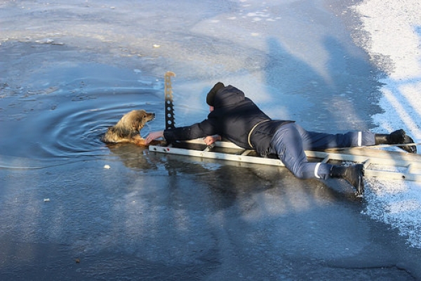 Собака провалилася під лід: люди викликали рятувальників (Фото)