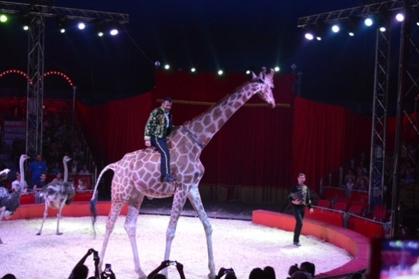 Рівненські депутати проголосували проти цирку з тваринами