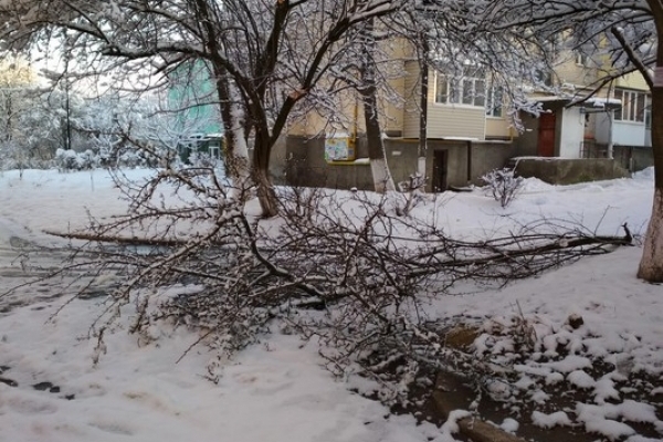 Дерева, які понищив снігопад на Рівненщині, йдуть на отоплення (Фото)