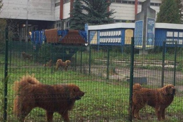Юрію Бойку для виселення собак з Радіозаводу у Рівному дали часу до 23 лютого