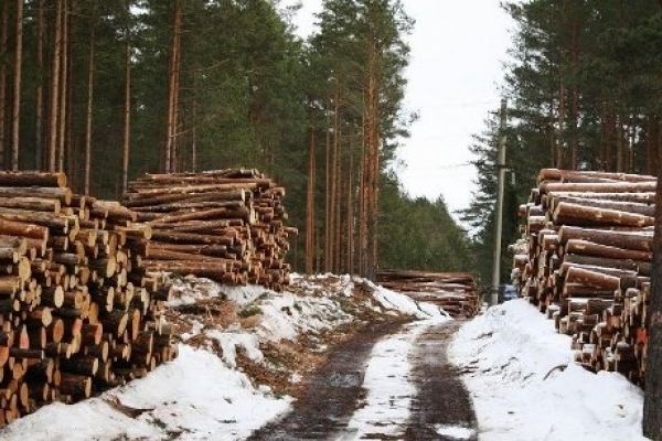 На Рівненщині заплановані рубки лісу