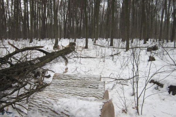 На Рівненщині затримали крадіїв лісу під час здійснення злочину