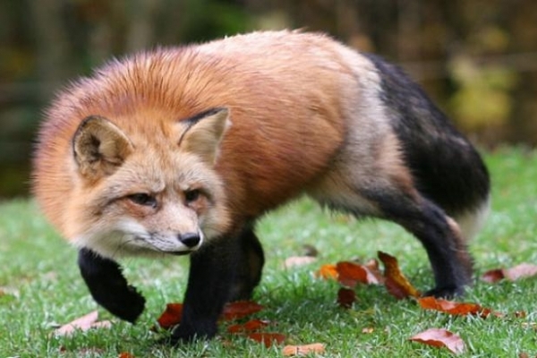 У лісах Рівненщини підозрюють наявність скажених лисиць