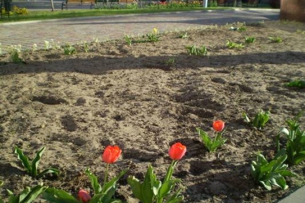 У Костополі вандали з корінням повиривали з клумб тюльпани