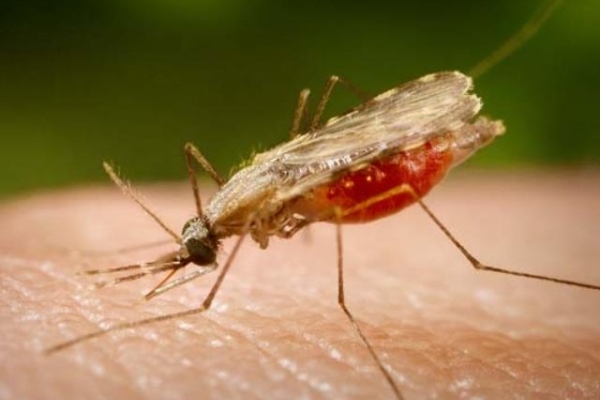 На Рівненщині є комарі, які переносять збудника малярії