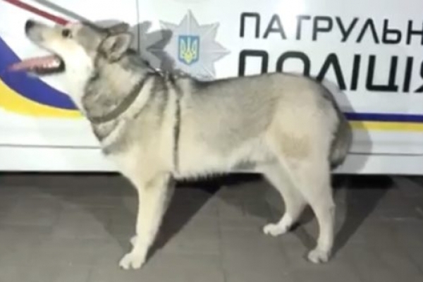 Загубленого собаку знайшли рівненські патрульні (Відео)