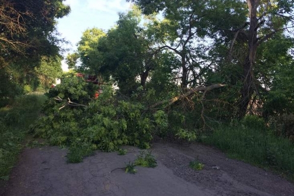 На Рівненщині вітер повалив дерева (Фото)