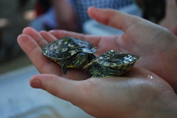 Як у Рівненському зоопарку черепах годували (Фото)