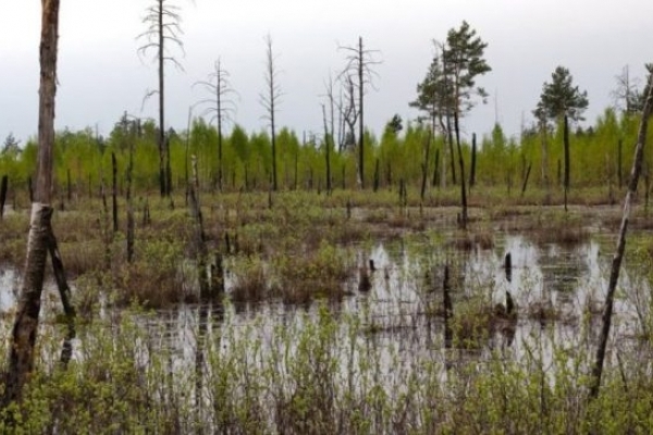 Білоруси осушують болота - гине заповідник на Рівненському Поліссі
