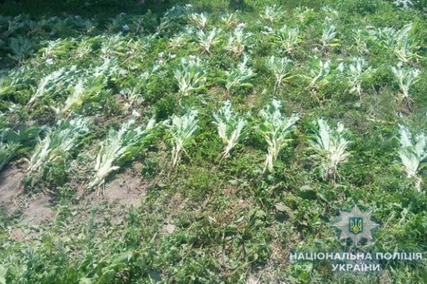 На Рівненщині поліцейські борються із незаконним вирощуванням нарковмісних рослин (Фото)