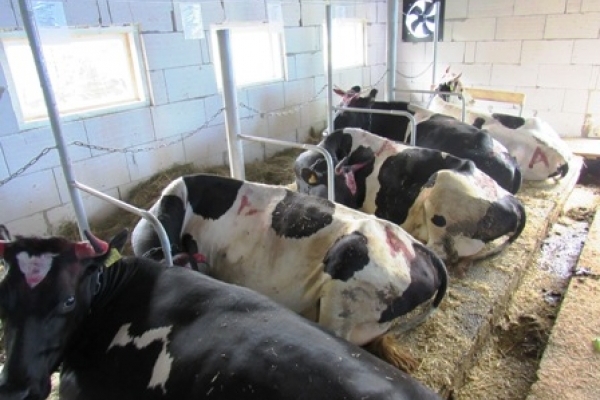 На Рівненщині відкрили четверту сімейну молочну ферму 
