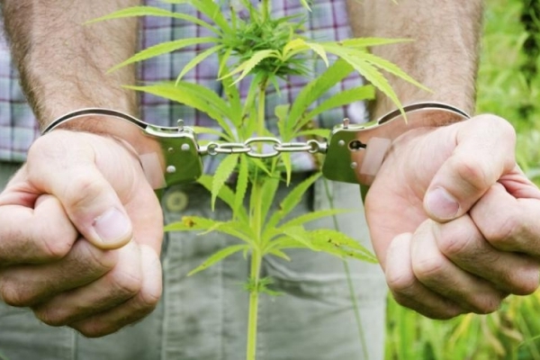 На Рівненщині поліцейські знищили понад 14 тисяч нарковмісних рослин  