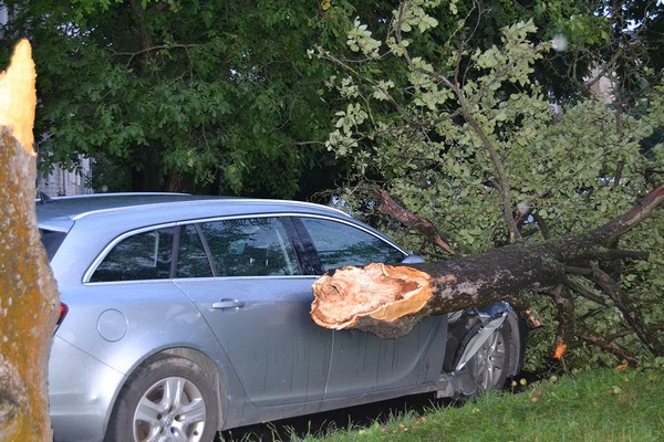 Негода на Рівненщині повалила дерева (Фото, відео)
