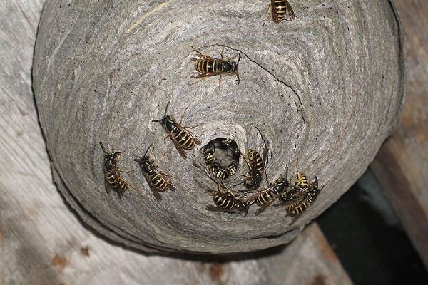 На Рівненщині продовжують знищувати небезпечних комах 