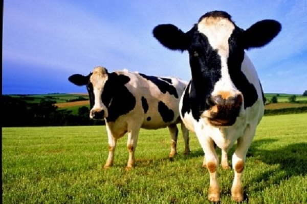 На Рівненщині у корови виявили сказ. Десять людей на профілактичному лікуванні