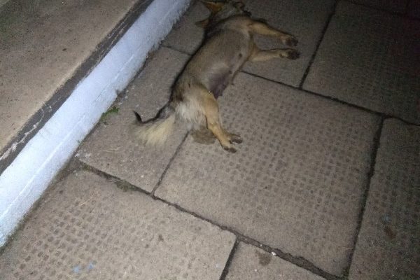 Собаки на Рівненщині помирали у страшних муках (Фото)