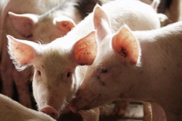На Кореччині виявили африканську чуму свиней