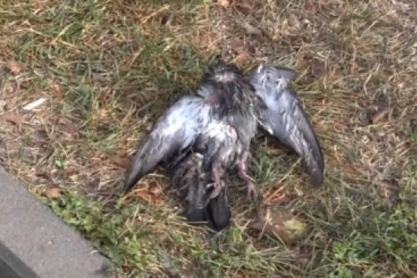 У Рівному голуби гинули, бо подавилися? 
