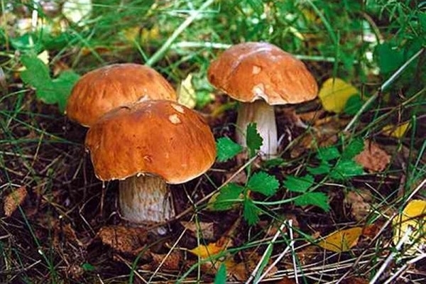 За минулий рік на Рівненшині від отруєння грибами постраждало 12 людей, одна з них - померла 
