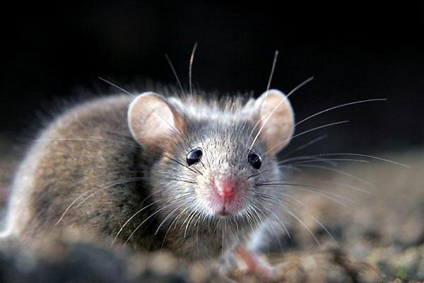 У домівки та господарства жителів Рівненщини починають пробиратися миші та щурі. Як їх позбутися?