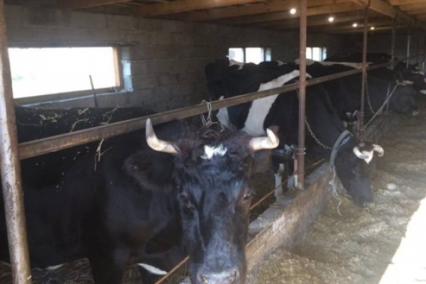 На Гощанщині відкрили молочну ферму