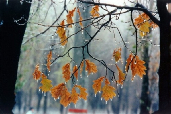 Погода на Рівненщині у вихідні 24-25 листопада  