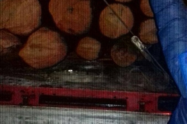 Машину з нелегальною деревиною зупинили на Рівненщині 
