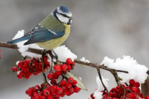 Рівненський заповідник оголосив фотоконкурс на зимових птахів
