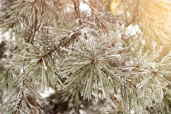 Sinoptik: Погода в Рівному та Рівненській області на сьогодні, 22 січня