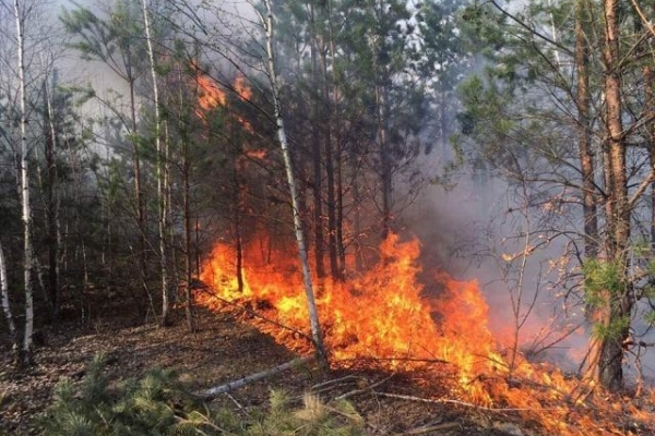 На Рівненщині шукають винуватців лісової пожежі