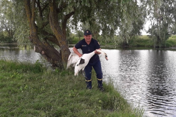 Дубровицькі бійці ДСНС врятували лебедя від смерті (Фото)