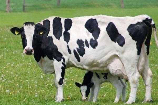 Ще два господарства Рівненської області розводитимуть племінну велику рогату худобу