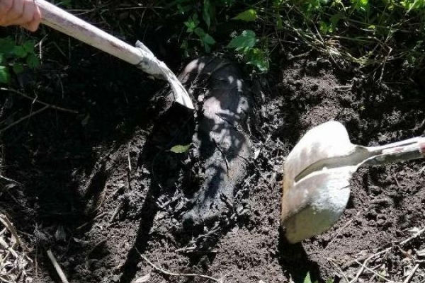 Убив вітчима і закопав у лісопосадці 28-річний житель Дубенщини