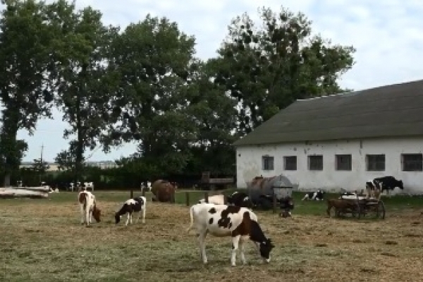 Ідея сімейного молочного бізнесу лягла в основу створення сценарію для серіалу «Фермери» на Рівненщині (Відео)