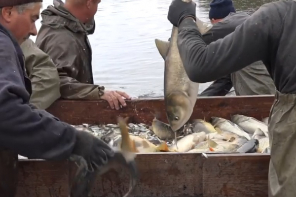 Кваліфікованих рибоводів навчають на Рівненщині (Відео)
