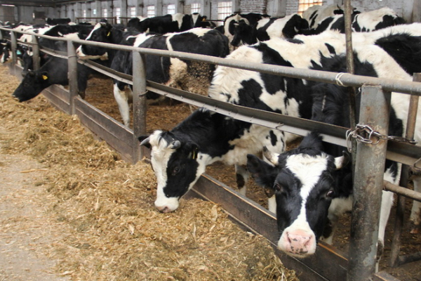 На Рівненщині реалізують кластер «Натуральне молоко»
